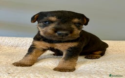 Lakeland Terrier dogs for sale: Beautiful Lakeland Terriers - Image 8