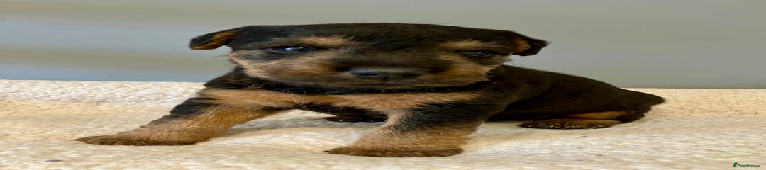 Lakeland Terrier Puppy 1