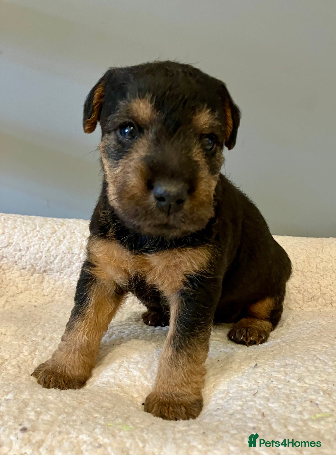 Lakeland Terrier dogs for sale: Beautiful Lakeland Terriers - Image 8