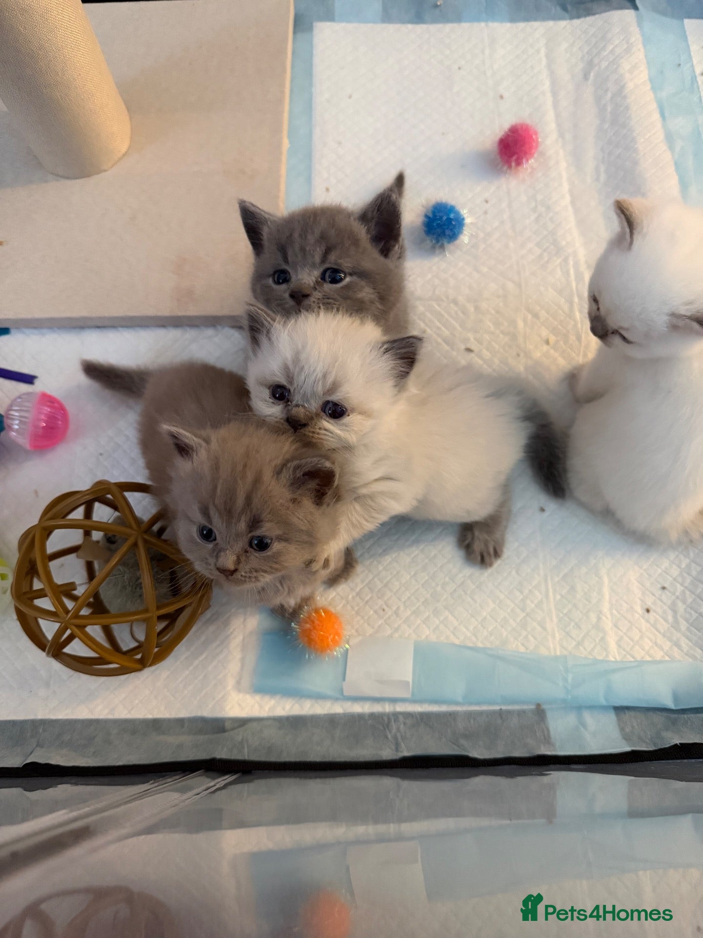 British Shorthair cats 💙 JUST 2 LEFT 💙 British Shorthair Kittens  - Advert 11