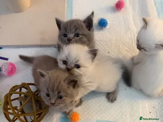 British Shorthair cats 💙 JUST 2 LEFT 💙 British Shorthair Kittens - Advert 3