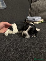 Cocker Spaniel dogs - Advert 11