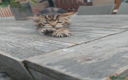 Bengal cats for sale: Manecoon x bengal kittens mink & grey  - Image 12
