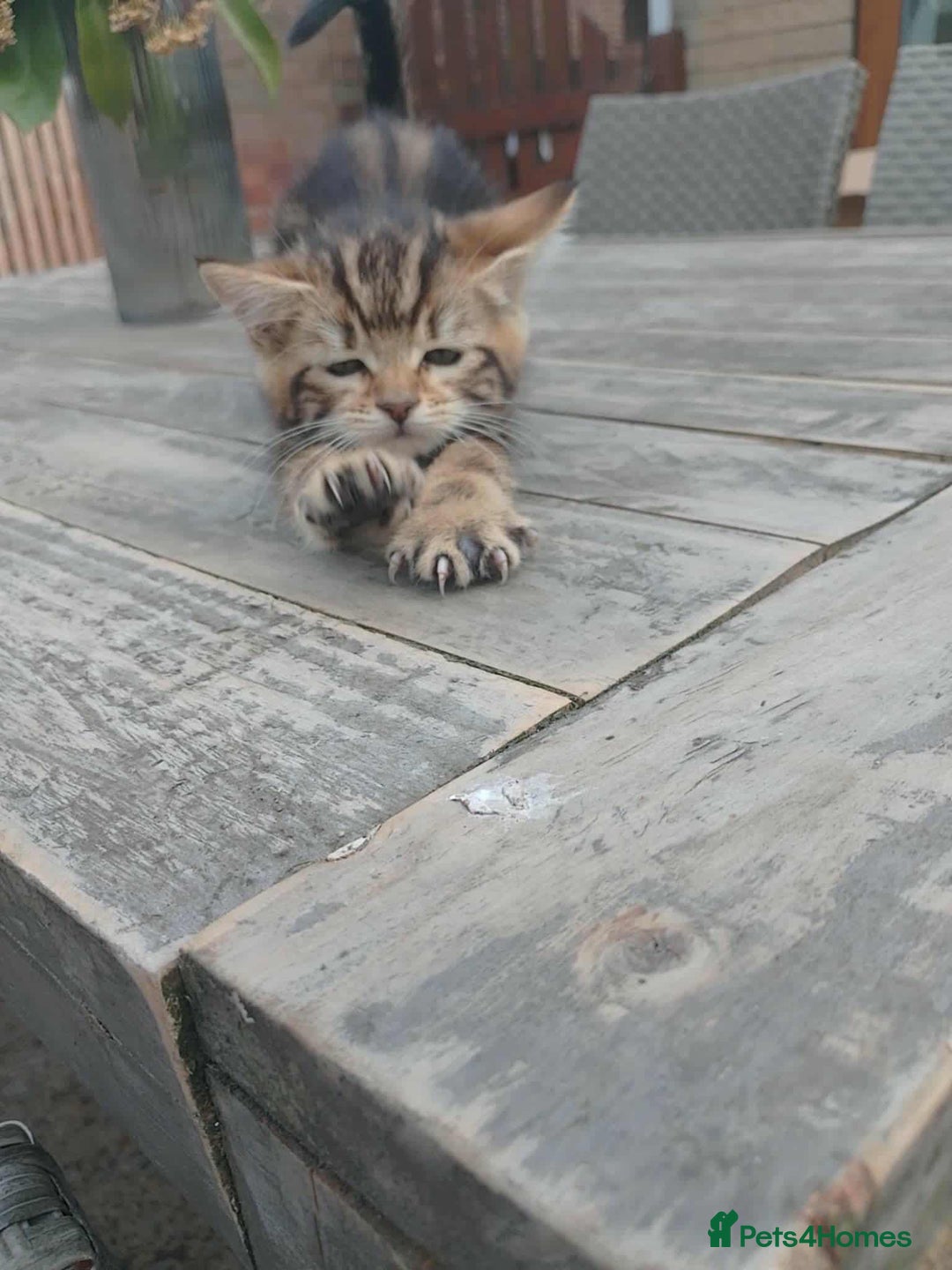 Bengal cats for sale: Manecoon x bengal kittens mink & grey  - Image 12
