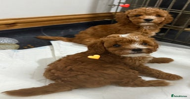 Cockapoo dogs - Advert 5