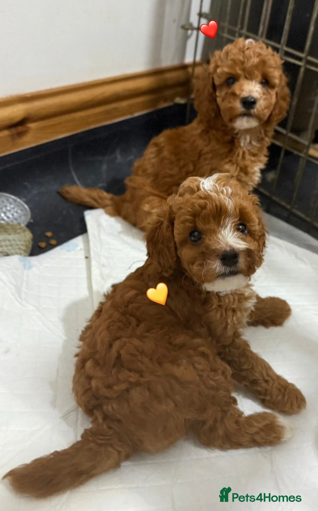 Cockapoo dogs for sale: Adorable Red F1B Cockapoo Puppy for Sale! 🐾 - Image 2