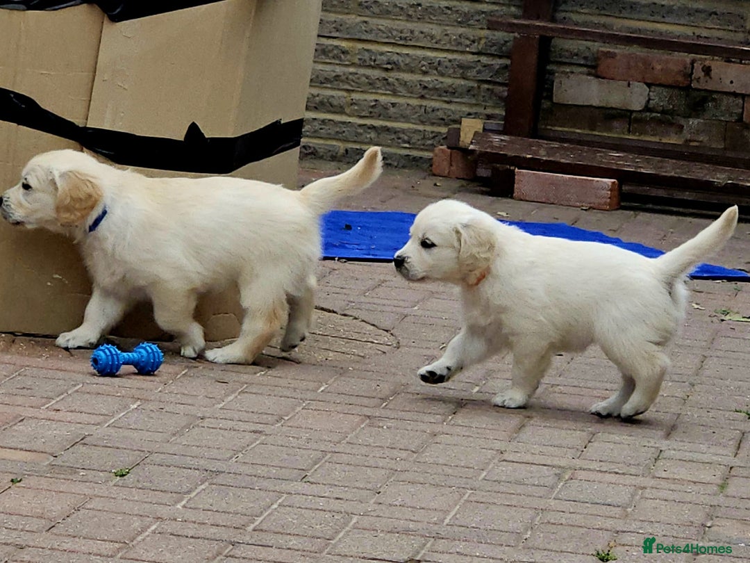 Golden Retriever dogs for sale: Beautiful pedigree golden retriver pups in Fareham - Image 8