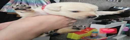 Labrador Retriever dogs for sale: Labrador Retriever Puppies🐶🐾 - Advert 5