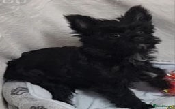 Yorkshire Terrier dogs for sale: Yorkshire Terrier puppies  - Image 24