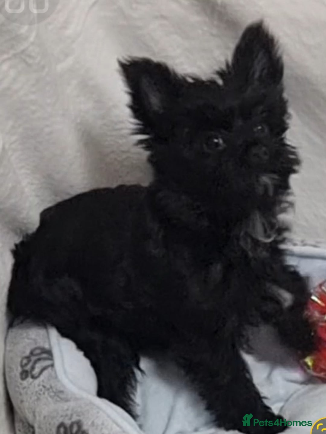 Yorkshire Terrier dogs for sale: Yorkshire Terrier puppies  - Image 24