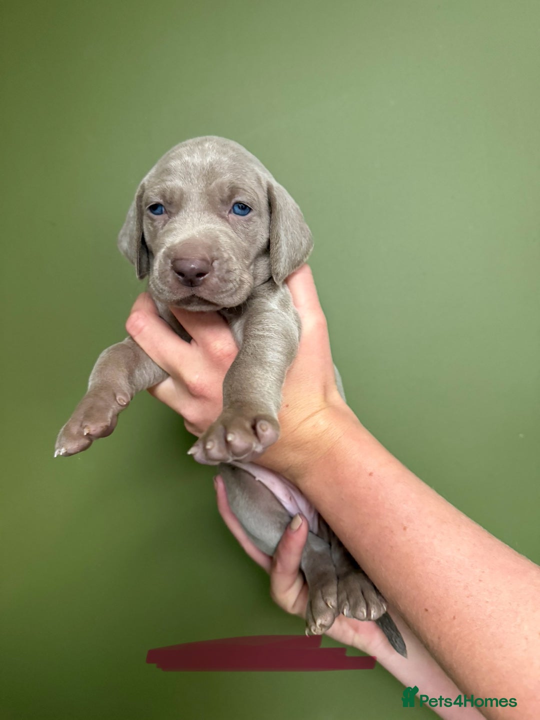 Weimaraner dogs for sale: KC Registered Weimaraner Puppies  - Advert 9