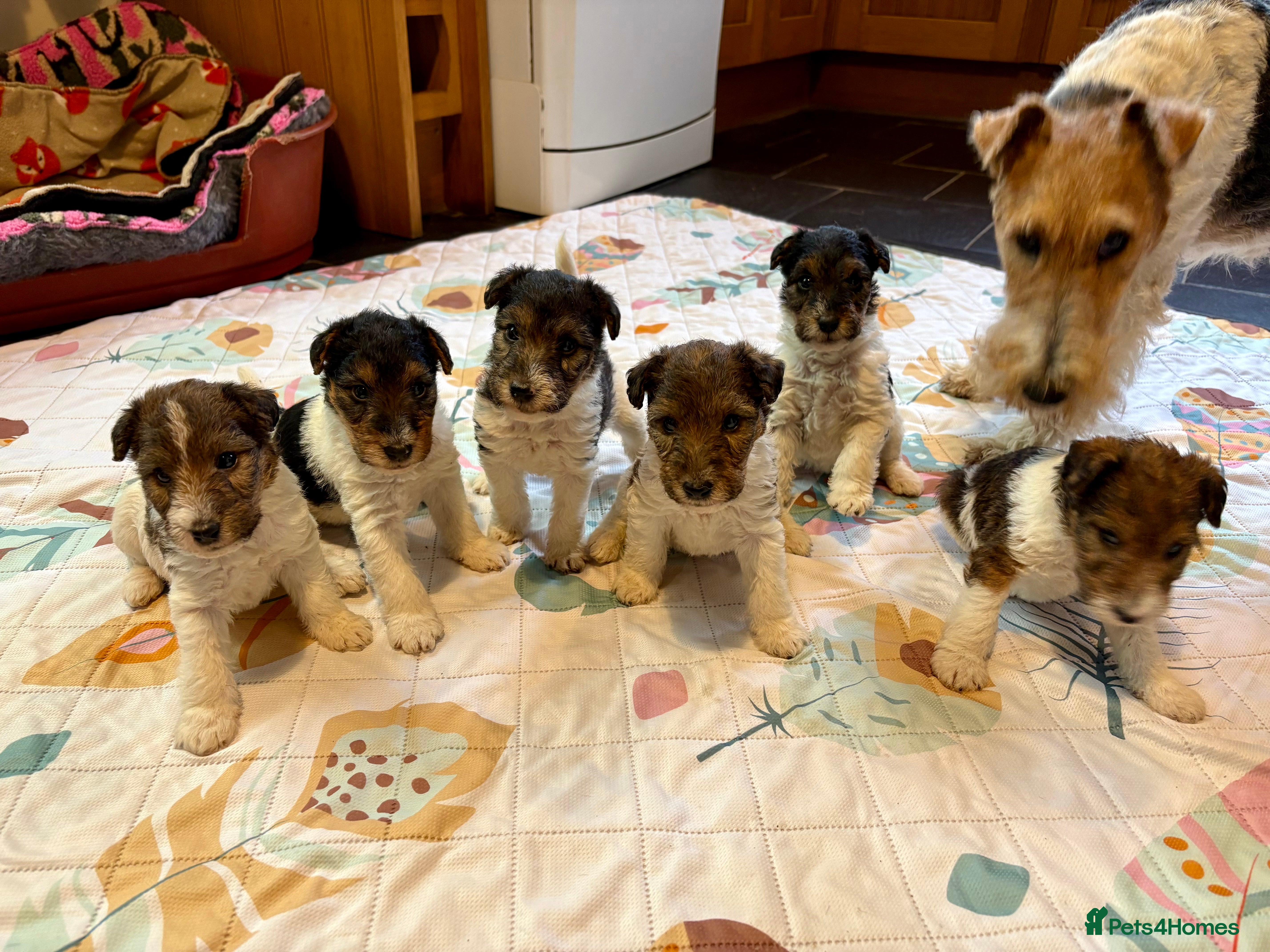 Fox Terrier dogs ⭐️ Licensed Breeder ⭐️ KC Wire Fox Terrier pups  - Advert 3