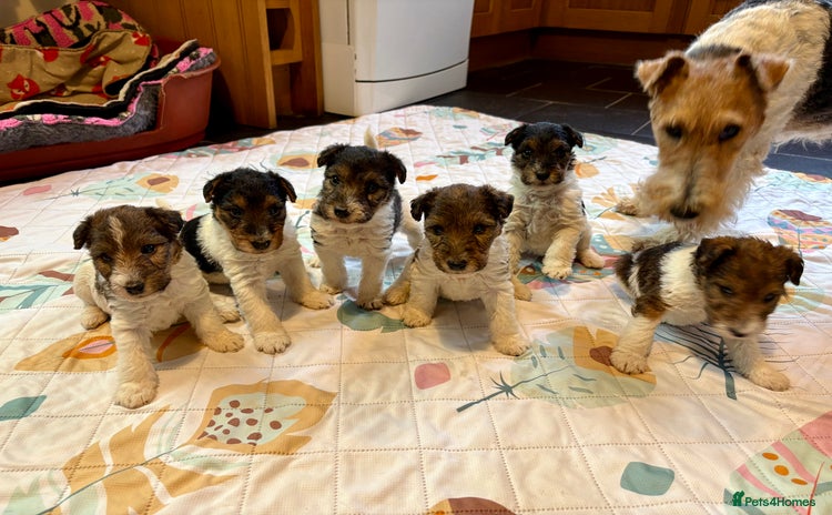 Fox Terrier dogs ⭐️ Licensed Breeder ⭐️ KC Wire Fox Terrier pups  - Advert 2