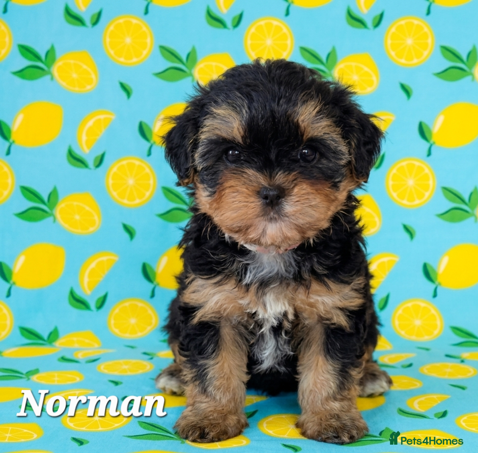 Yorkshire Terrier dogs 1 pup left Norman  - Advert 3