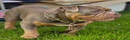 Olde English Bulldogge dogs for stud: NEBBR REGISTERED OLDE ENGLISH BULLDOGGE STUD - Advert 8