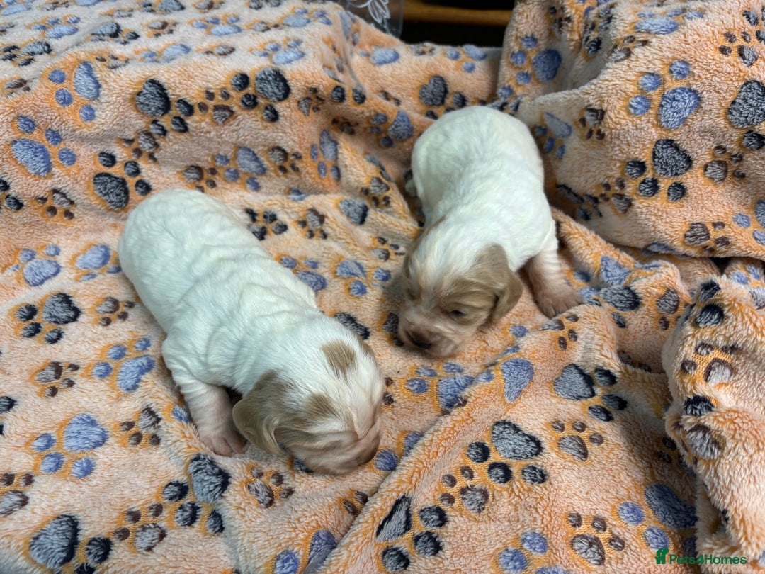 Cocker Spaniel dogs for sale: 100% proper Cocker spaniel pups for sale - Image 2