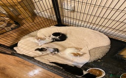 Mixed Breed cats for sale: Adorable Kittens  - Advert 2