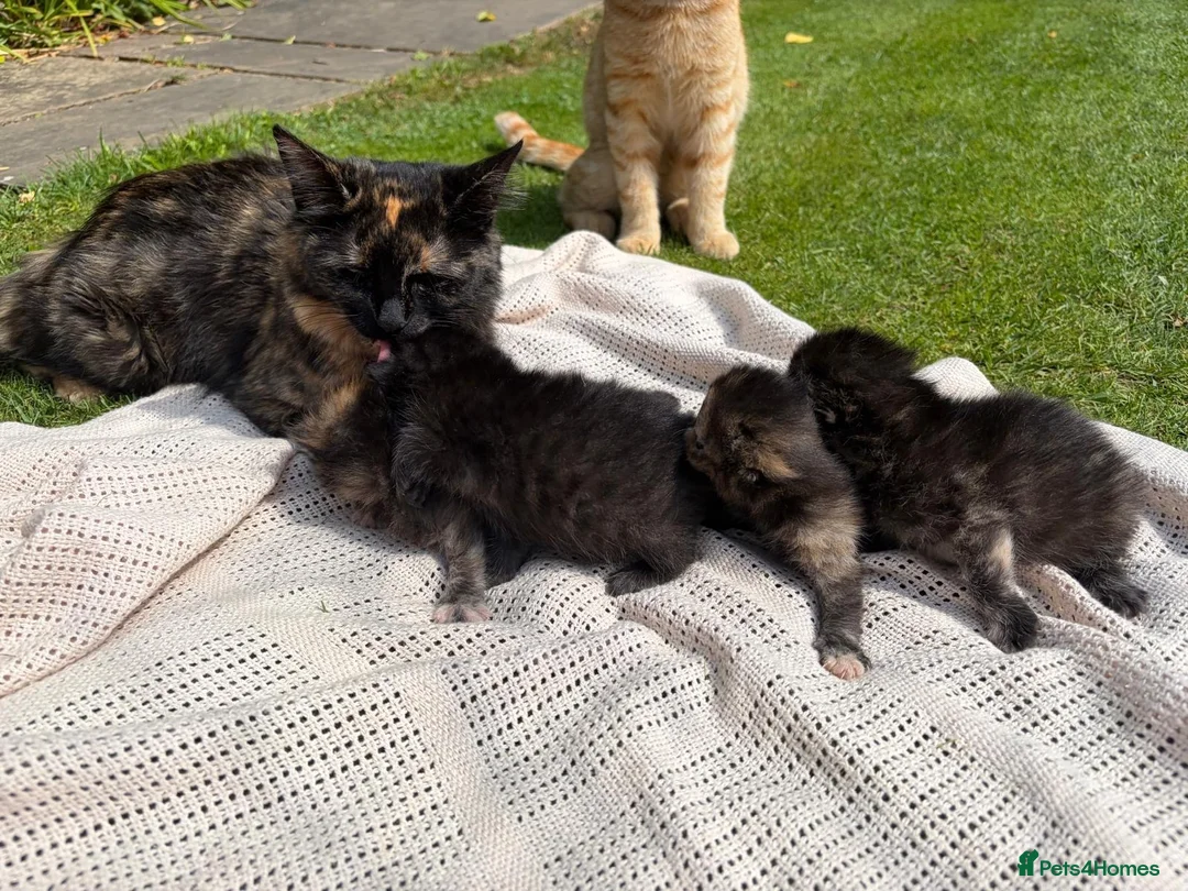 Mixed Breed cats for sale: 4 kittens, 2 boys 2 girls  - Advert 1