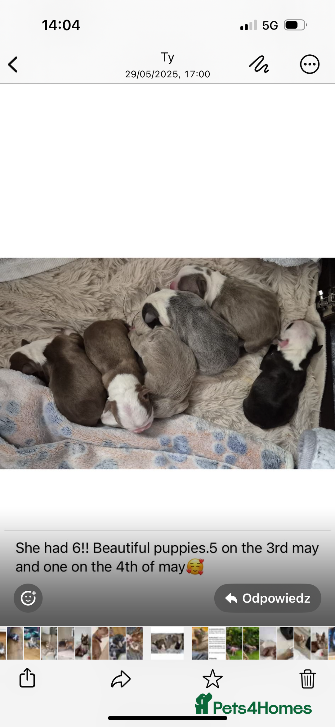 Boston Terrier dogs for stud: Boston terrier for stud blue&white proven KC regis in Wantage - Image 20