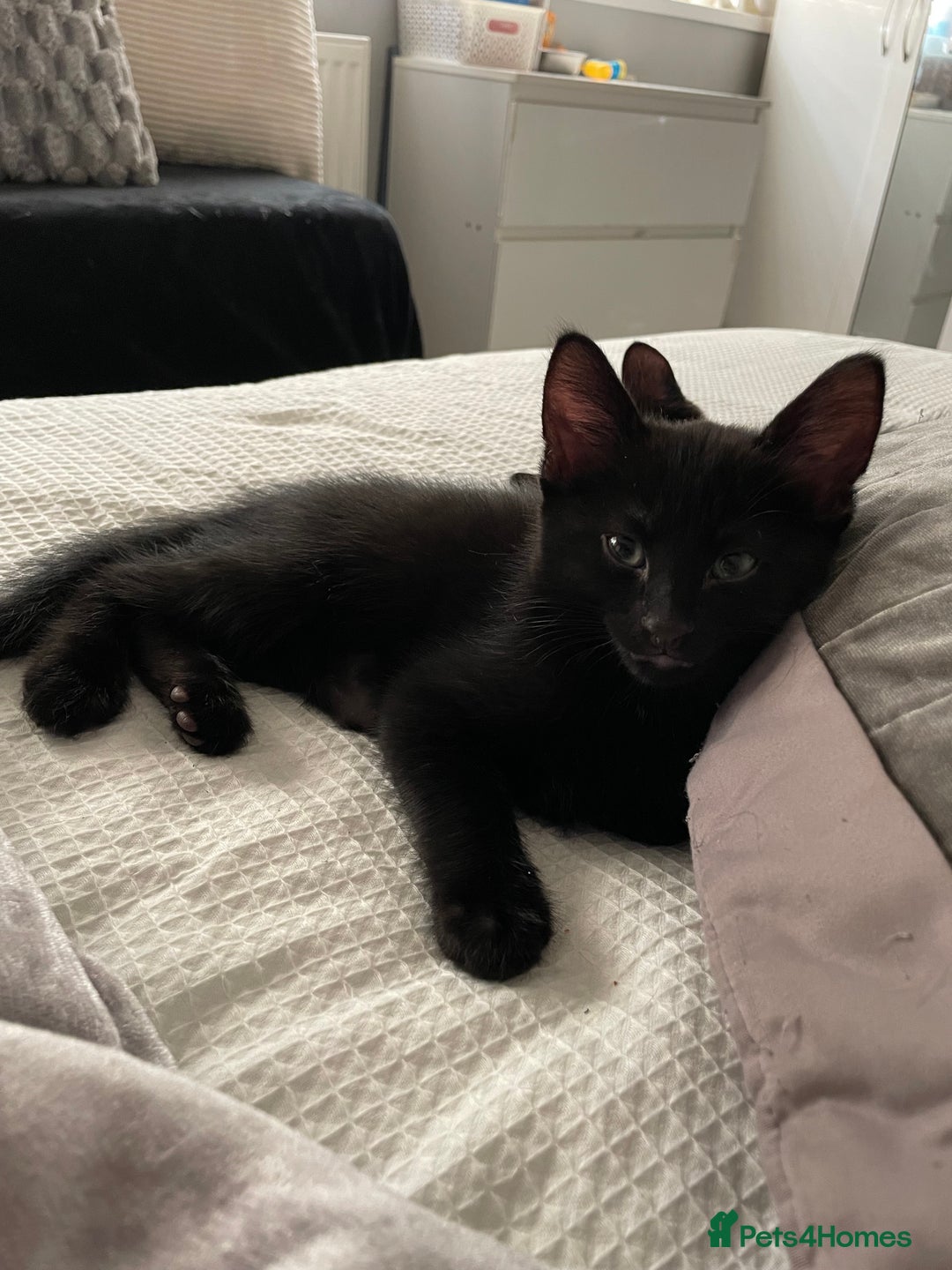 Mixed Breed cats for sale: Kittens for sale ready to leave  - Image 5