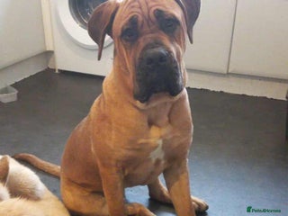 Cane Corso dogs 9 month old Cane corso - Advert 1