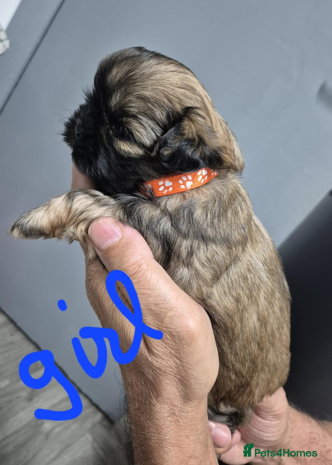 Shih Tzu dogs for sale: 8 ShihTzu Puppies for new homes - Advert 9