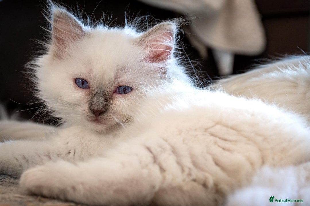 Ragdoll cats for sale: Ready Now GCCF Ragdoll Kittens Irresistibly Cuddly - Image 14