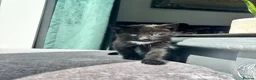 Mixed Breed cats for sale: 🐾🖤Gorgeous Boy kitten🖤 ready now  in Harleston - Advert 9