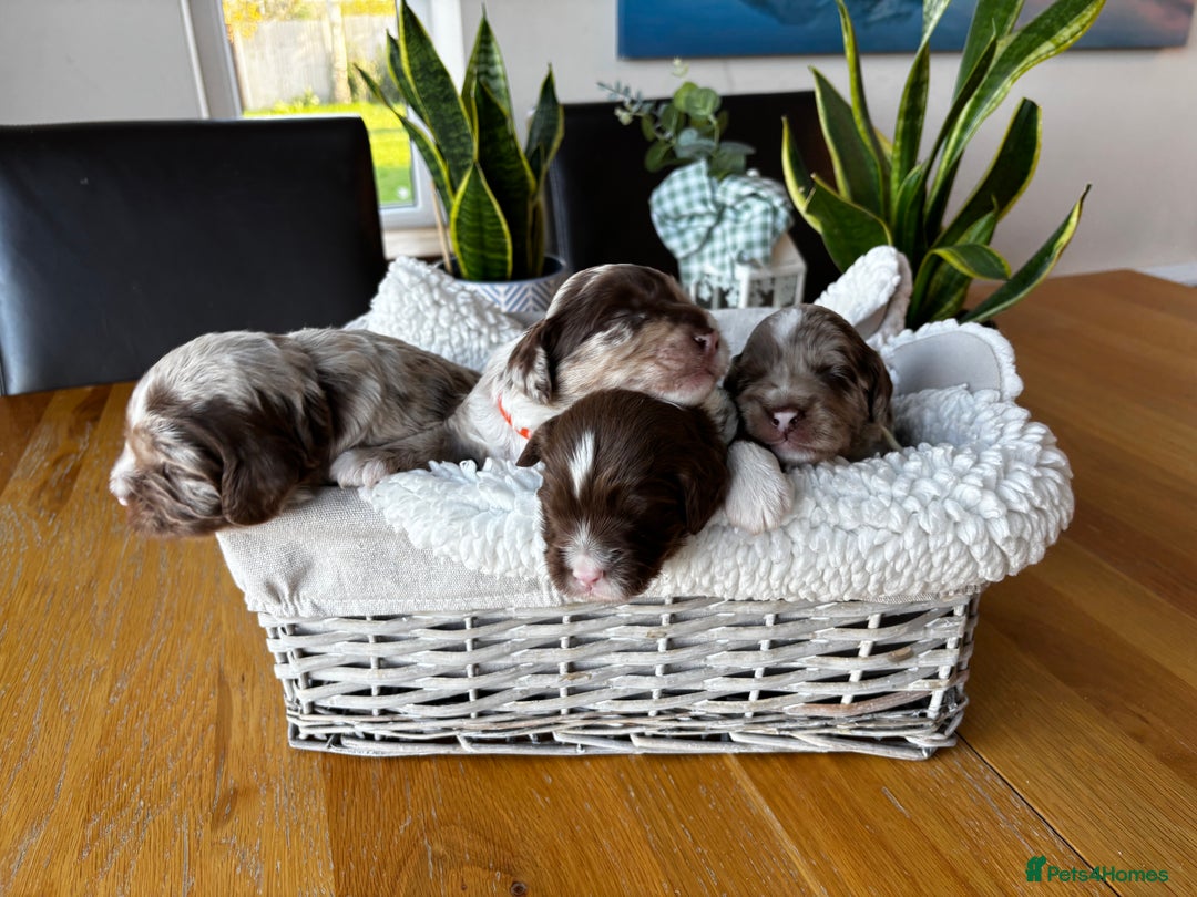 Sproodle dogs for sale: 💥 Rare Gorgeous Chocolate Merle Sproodles 🐶 - Advert 1