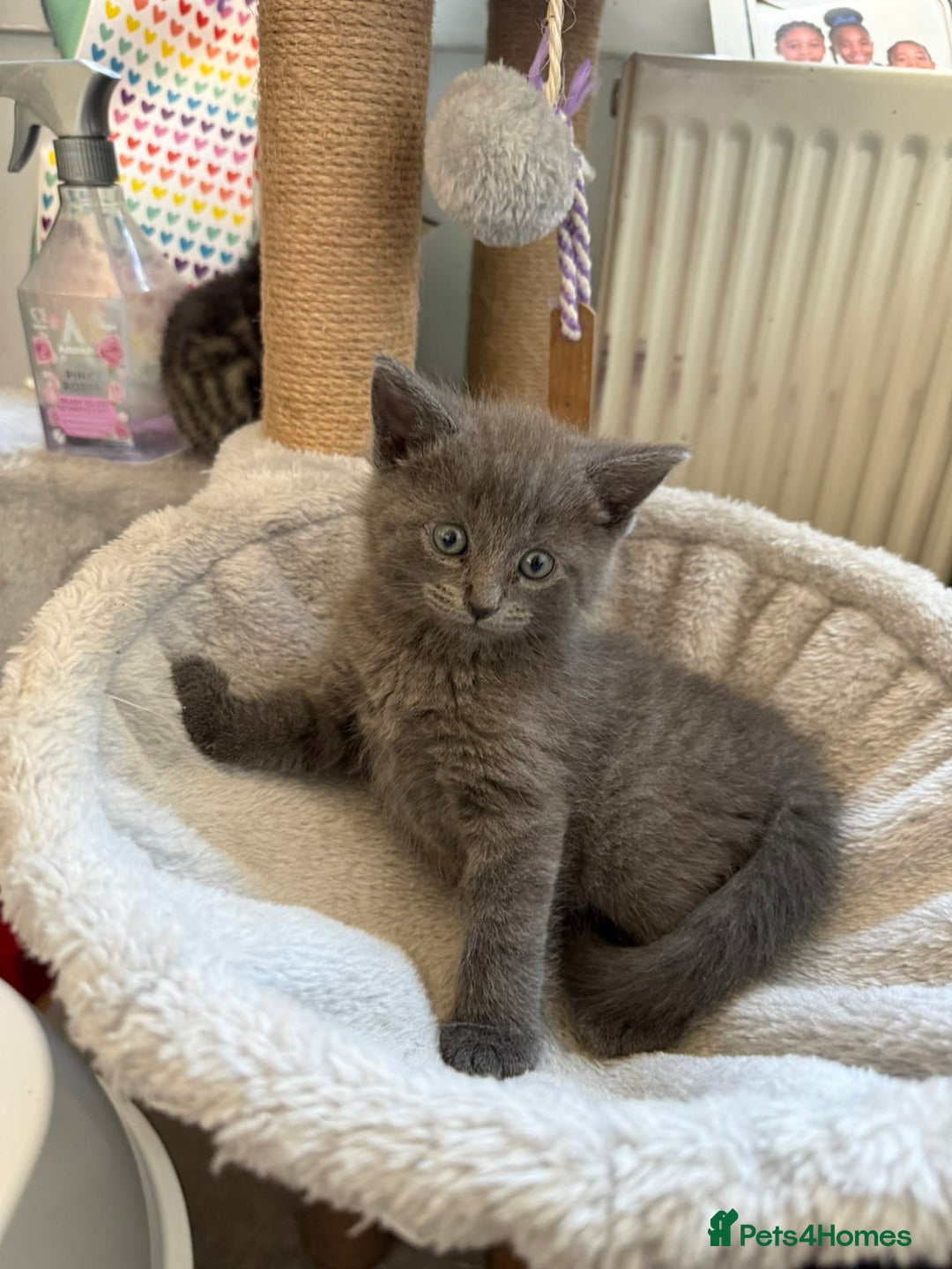 Mixed Breed cats for sale: Grey Kittens🐾🤍 - Advert 10