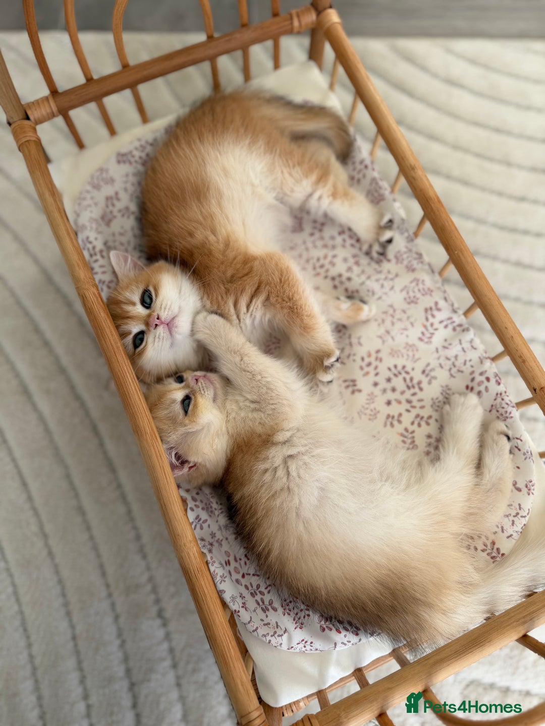 British Shorthair cats for sale: Golden British shorthair kittens - Advert 10