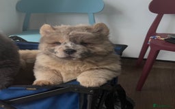 Chow Chow dogs for sale: 2 Beautiful Male Chow Chow Puppies for sale  - Image 3