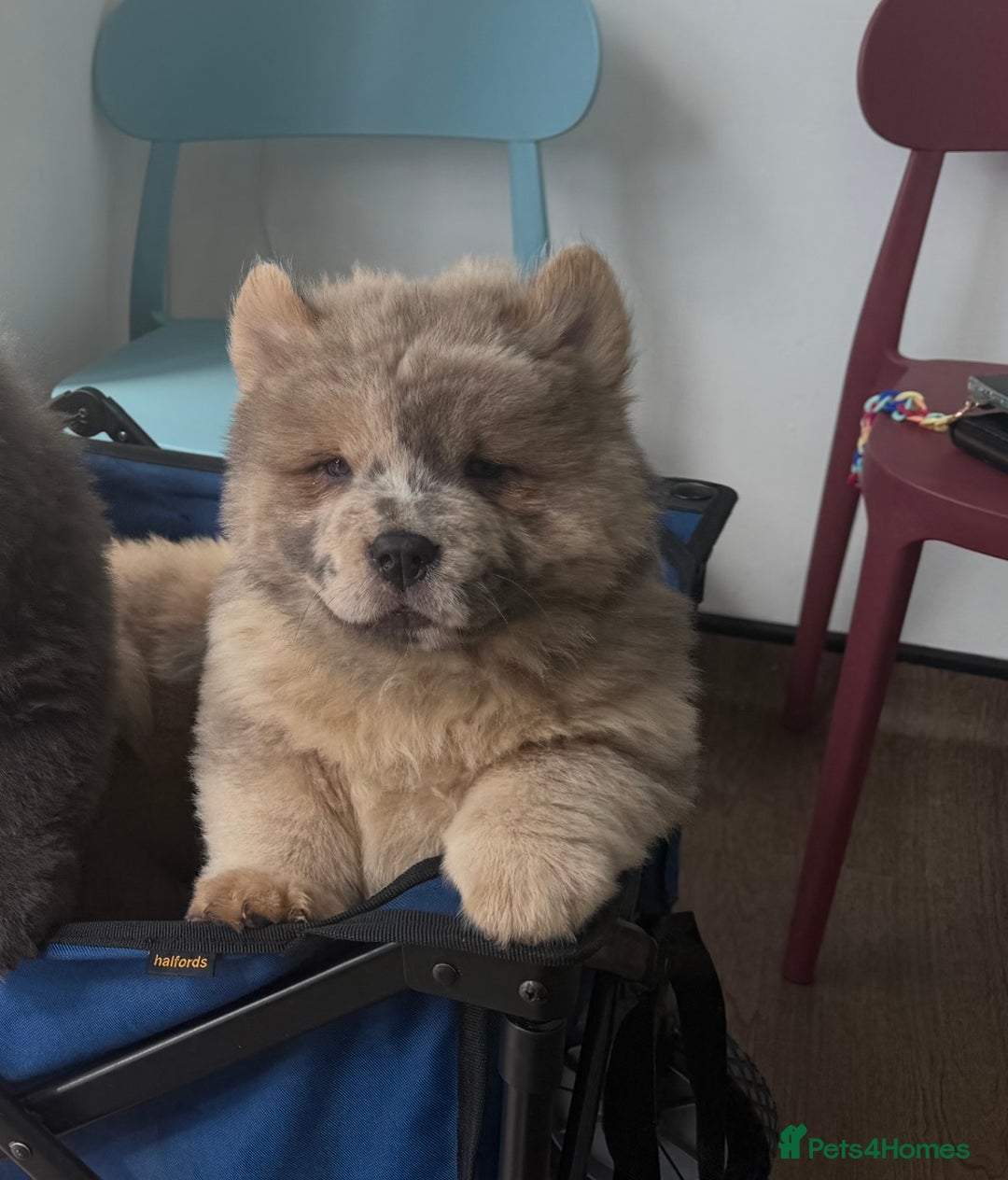 Chow Chow dogs for sale: 2 Beautiful Male Chow Chow Puppies for sale  - Image 3