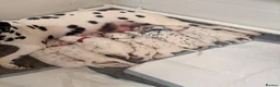 Dalmatian dogs for sale: Outstanding champion bred Kc Reg Dalmation puppys - Advert 17