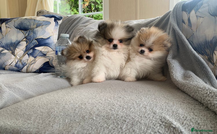 Pomeranian dogs - Advert 4