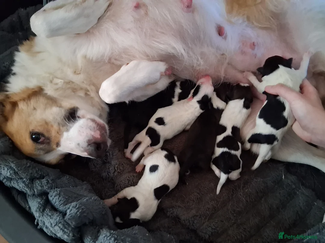 Border Collie dogs for sale: 6 beautiful Border Collie puppies for sale in Kingsbridge - Advert 16