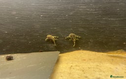 Plecos fish for sale: L134 leopard frog pleco juveniles - Image 8