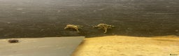 Plecos fish for sale: L134 leopard frog pleco juveniles - Advert 12