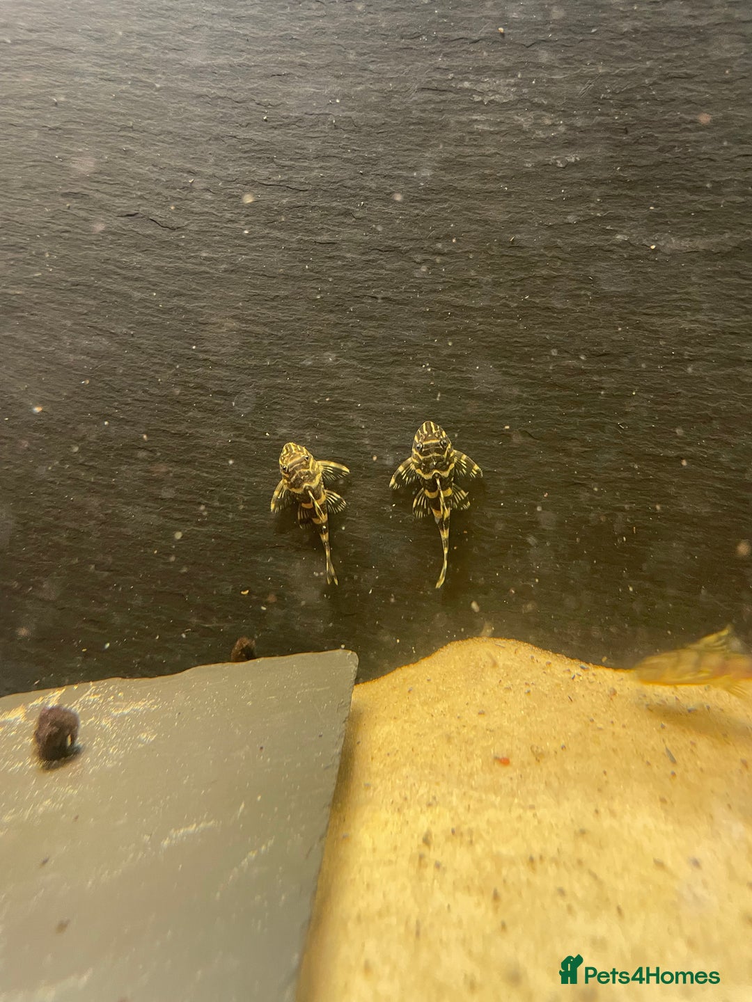 Plecos fish for sale: L134 leopard frog pleco juveniles - Image 8