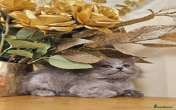 British Shorthair cats for sale: Last 4 male British Short-hair/long hair kittens  - Image 20
