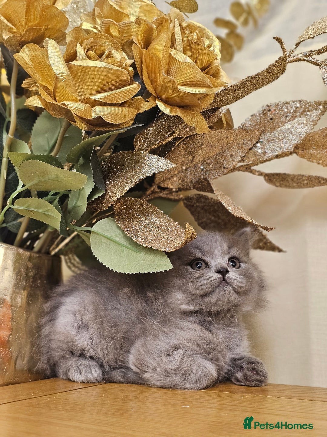 British Shorthair cats for sale: Last 4 male British Short-hair/long hair kittens  - Image 20