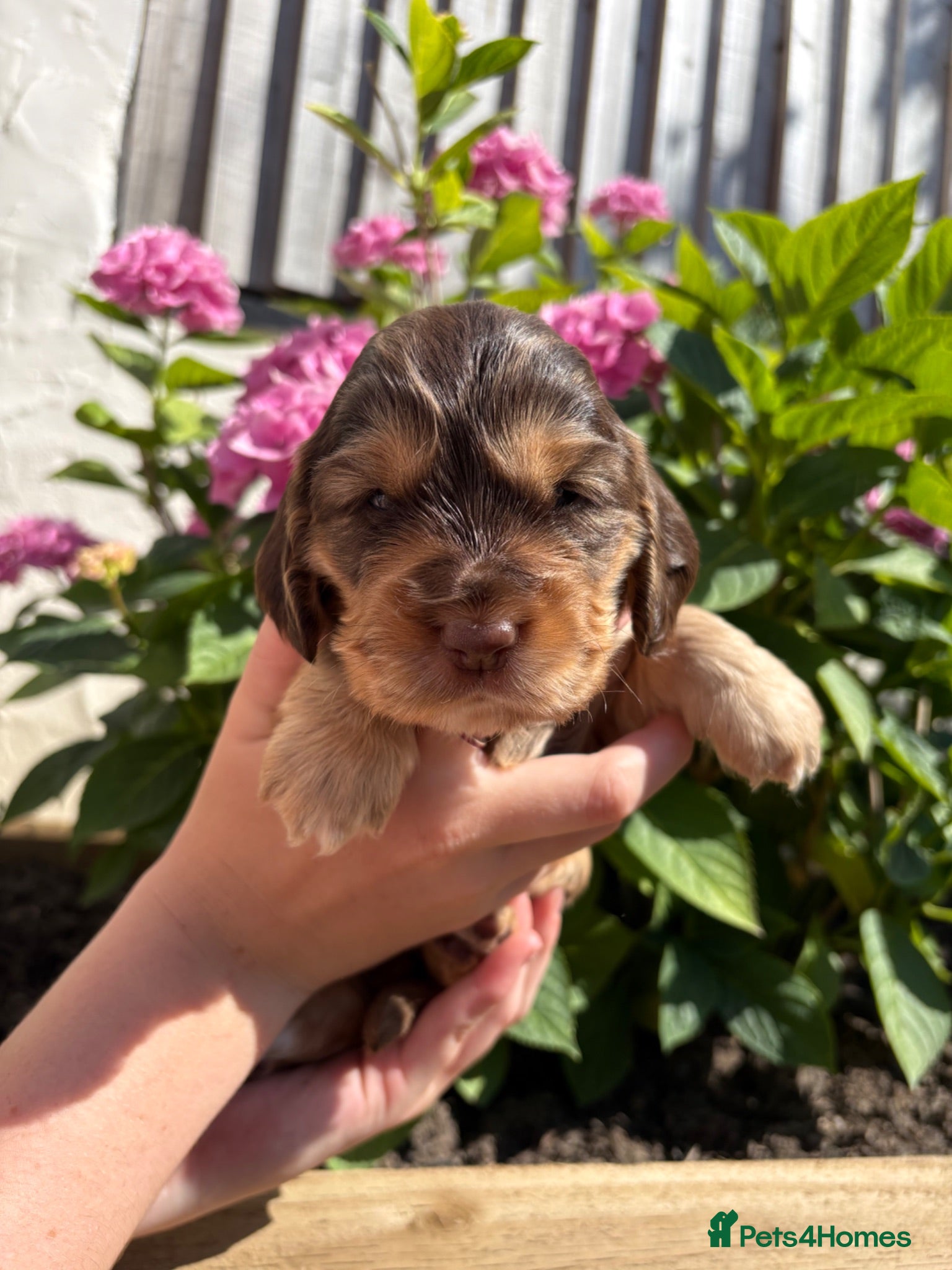 Cocker Spaniel dogs 🌟 Show Cocker Spaniel's 🌟 - Advert 3