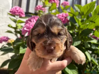 Cocker Spaniel dogs 🌟 Show Cocker Spaniel's 🌟 - Advert 6