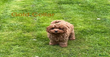 Cavapoo dogs - Advert 1