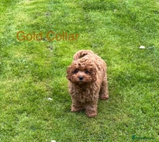 Cavapoo dogs - Advert 6