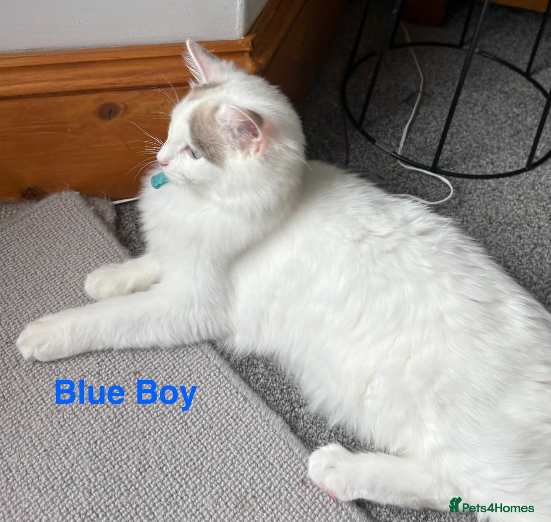 Ragdoll cats for sale: Two Boy pure Ragdoll kittens-Reduced-Vaccinated - Image 4