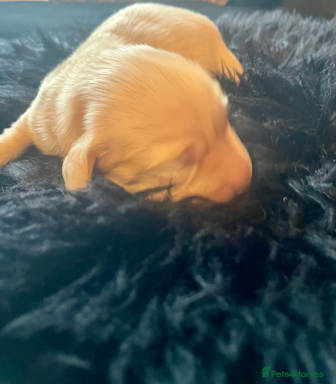Miniature Dachshund dogs for sale: KC Miniature Long haired Cream dachshunds  - Advert 6