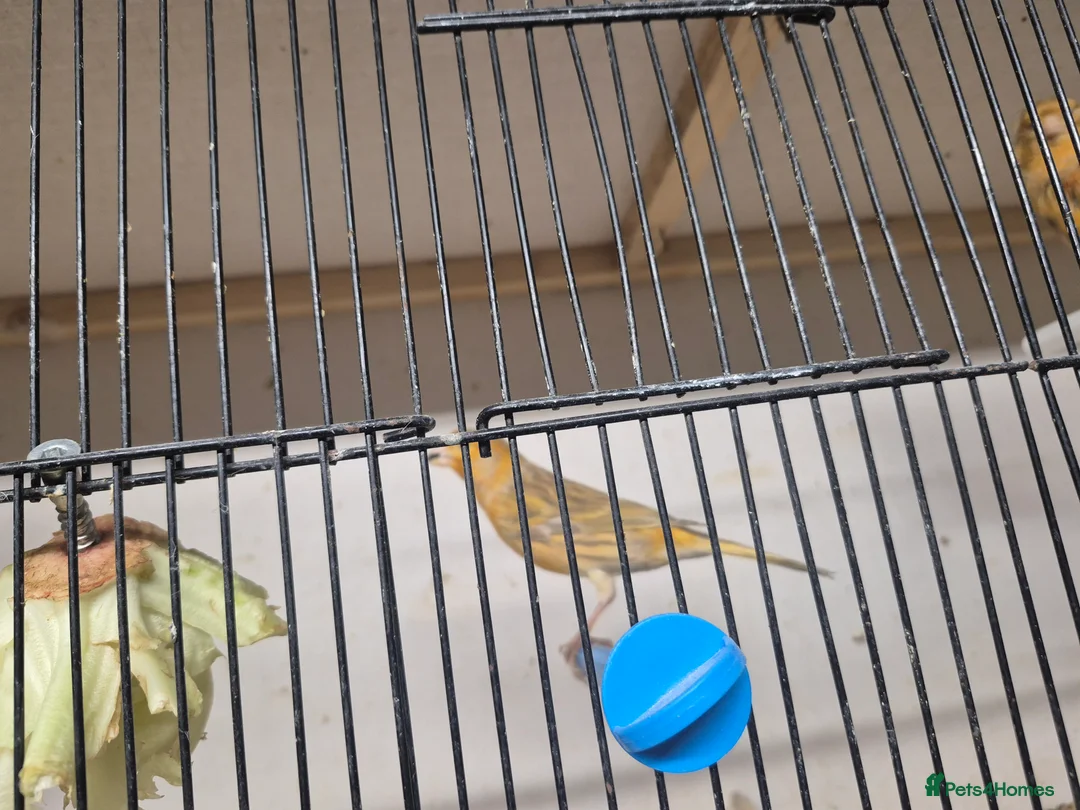 Mixed Breed birds for sale: Mix bird - Advert 6