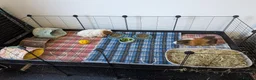 Guinea Pig rodents for sale: Pair of Guinea Pig Males For Sale in Stockport - Advert 4