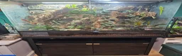 Gecko reptiles for sale: Madagascan Giant Day Gecko & terrarium  - Advert 2